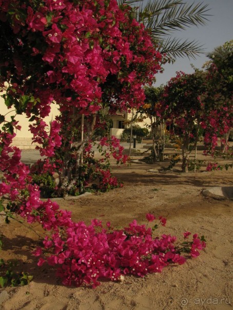 фото Coral Beach Hurghada Hotel