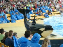 В Лоро Парке на шоу касаток - Обязательно посмотрите - это волшебное зрелище!