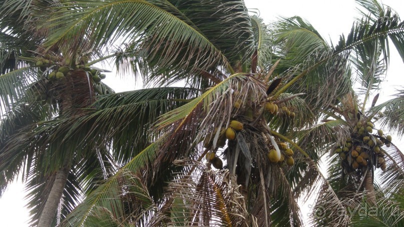 Ланкийский урожай