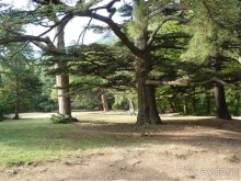 У подножия Ай-Петри...