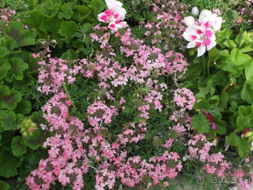 отель OLIMPIK 4 отель OLIMPIK 4