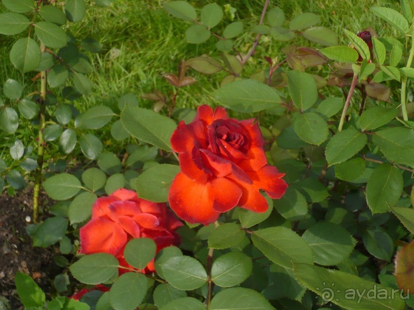 Баден-Баден