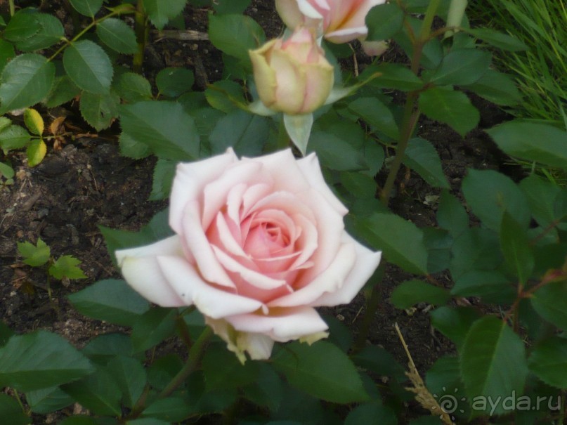 Баден-Баден