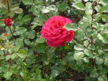 Баден-Баден