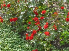 Баден-Баден