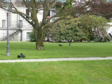  Какие вОроны (не путать с ворОнами) здесь живут.