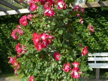 Баден-Баден