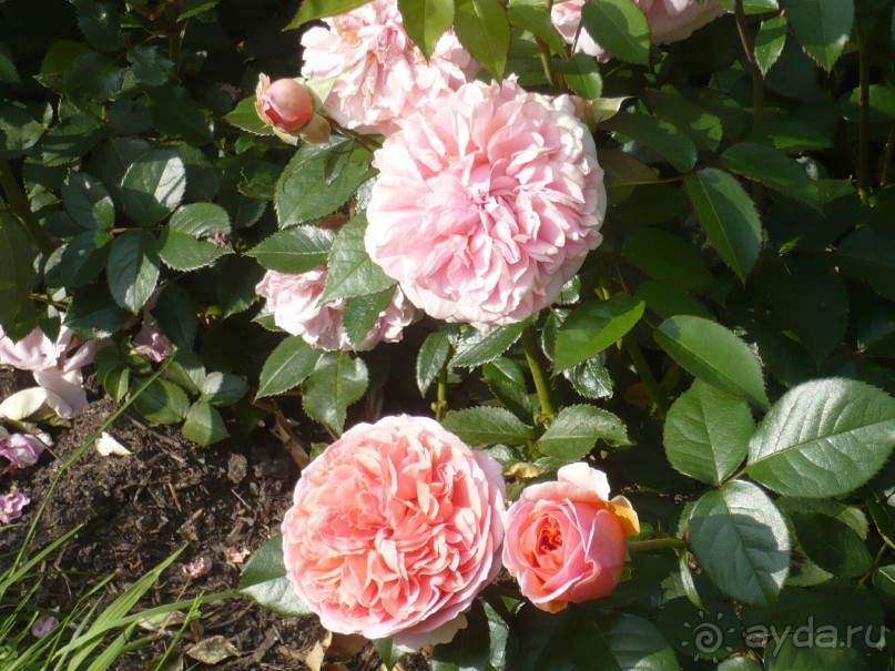 Баден-Баден