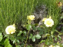 Баден-Баден