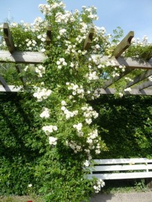 Баден-Баден