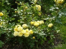 Баден-Баден