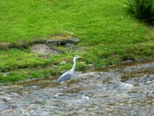 Видела цаплю. Но сколько не пыталась ее зафоткать, особо ничего не получилось. Извините за нечеткое фото. 