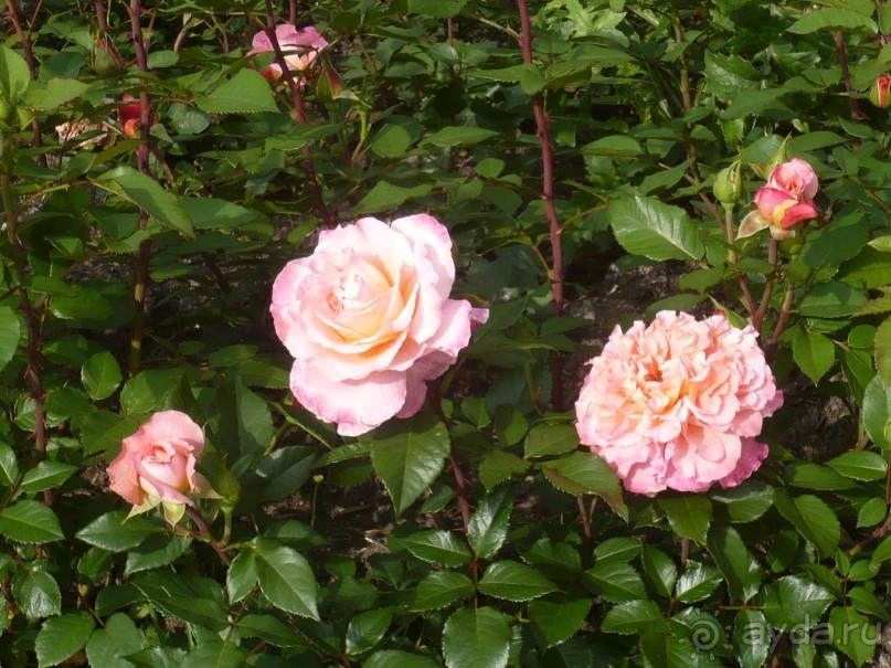 Баден-Баден