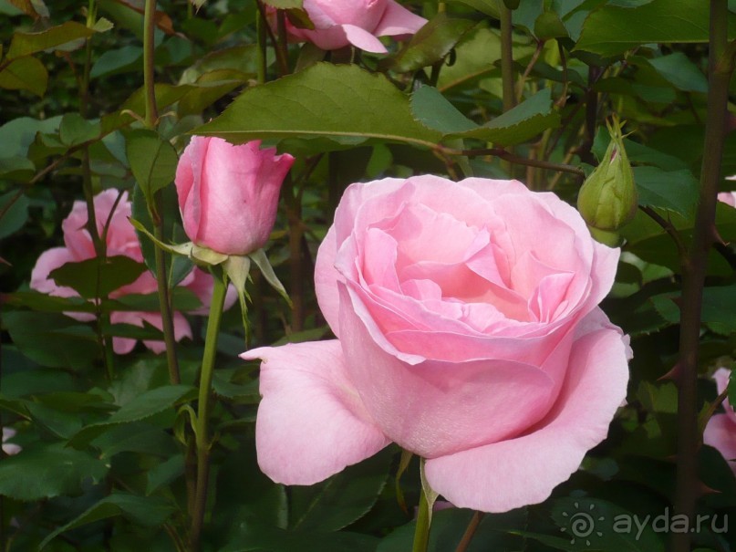 Баден-Баден