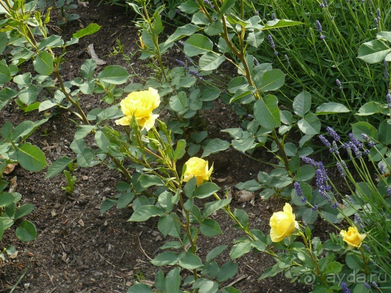 Баден-Баден