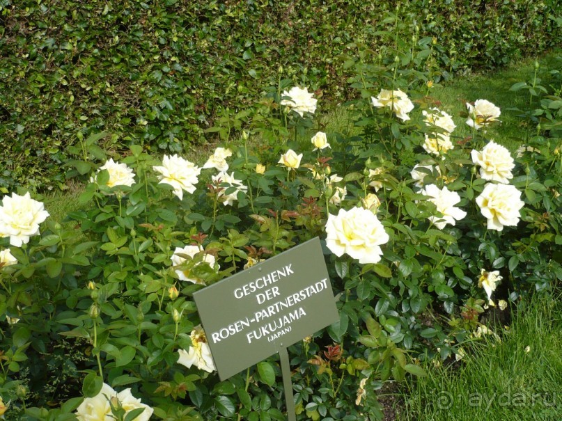 Баден-Баден