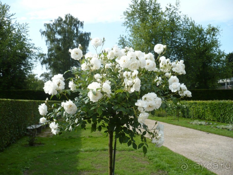 Баден-Баден