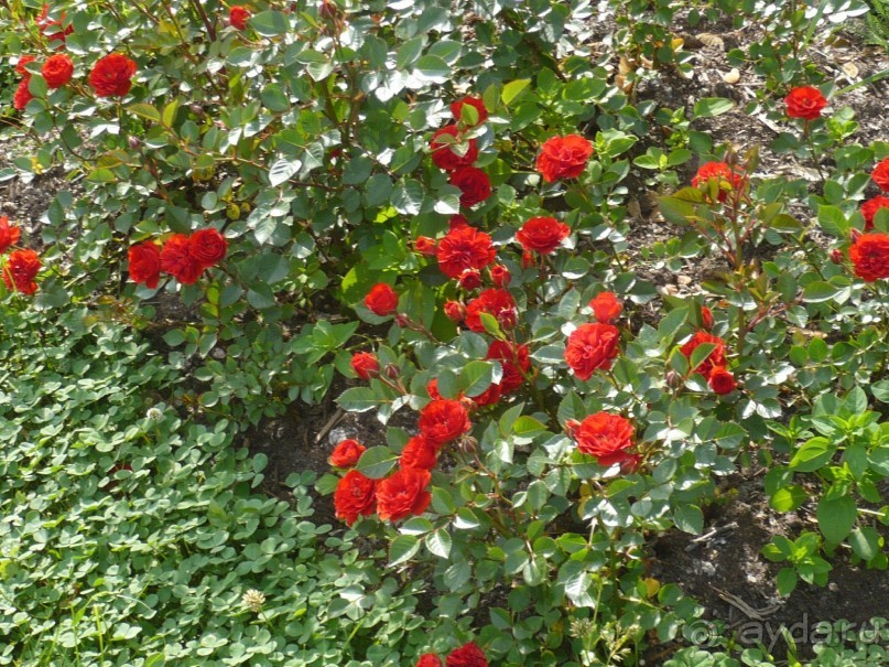 Баден-Баден