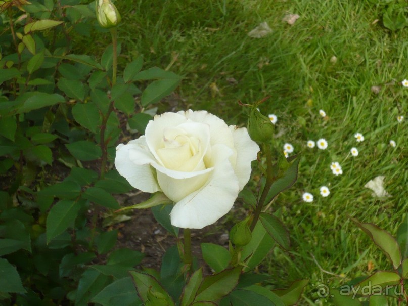 Здесь высажены около 400 сортов роз. Не уверена, что видела все 400, но те из них, которые мне больше всего понравились, я запечатлела на фото.