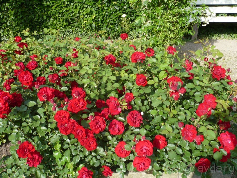 Баден-Баден