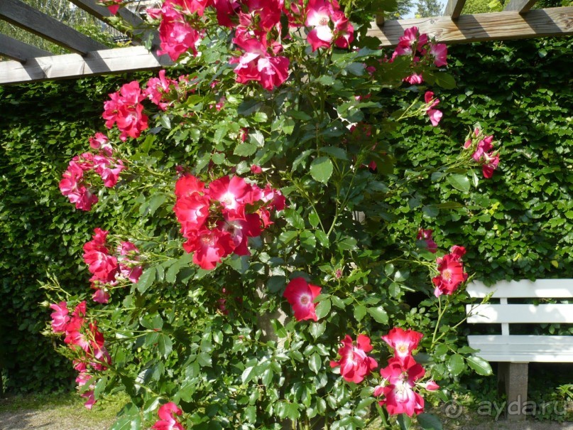 Баден-Баден