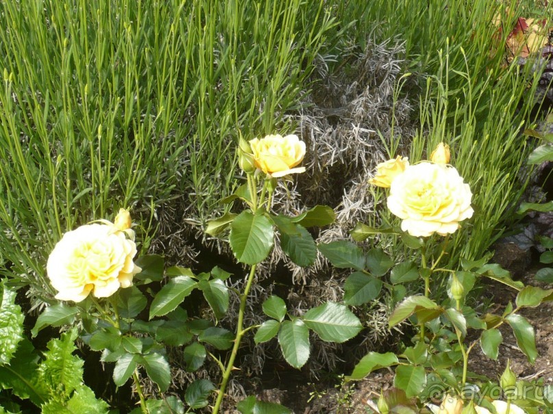 Баден-Баден