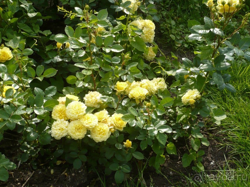 Баден-Баден