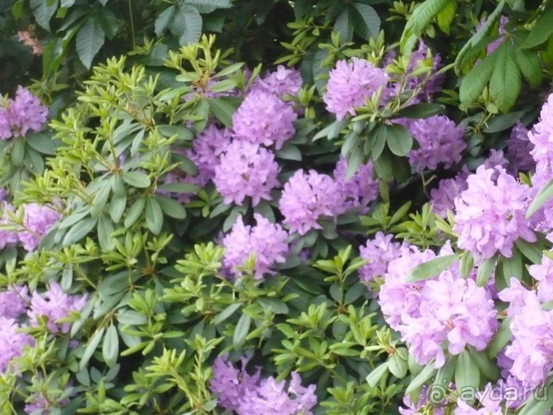 Цветущий май в КВ.