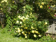 Цветущий май в КВ.