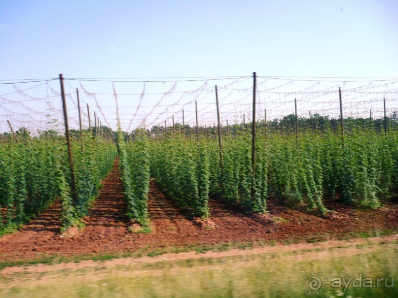 Так растет хмель - сырье для знаменитого чешского пива.