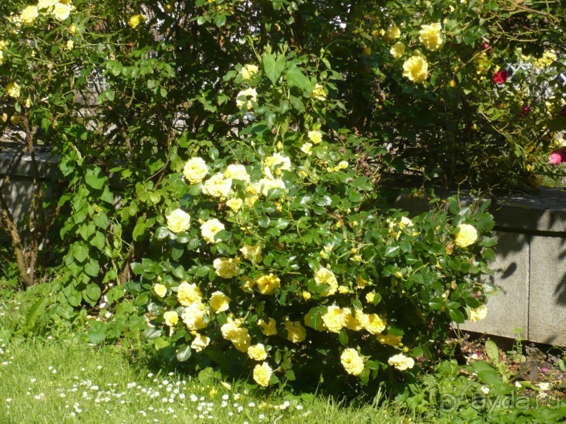 Цветущий май в КВ.