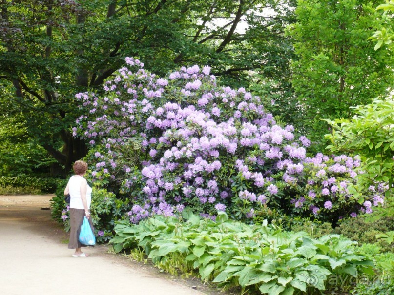 Цветущий май в КВ.