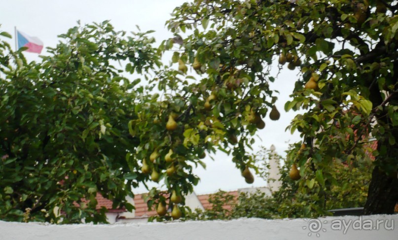 Гляньте, какие здоровенные груши тут растут! Фото немного нерезкое, но груши видно.