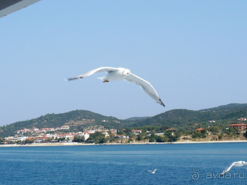 Люблю морские прогулки. Синие море и небо, белые чайки, красивые виды. Теплый ветерок обдувает. Чайки наглючие такие, высматривают на лету, нет ли чего поживиться.