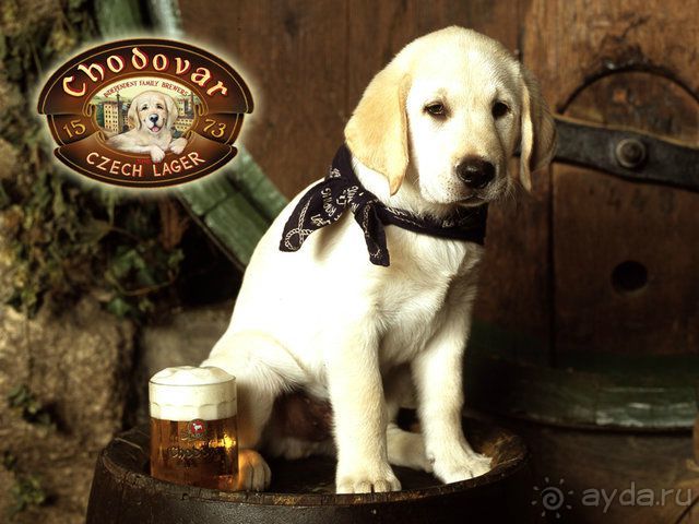 Завод основан на месте чудесного источника, вода которого делает неповторимым вкус местного пива. По легенде этот источник нашла собачка Альби, которая на протяжении многих столетий считается «добрым духом» тамошних пивоваренных погребов. Поэтому её изображение украшает герб местного пивоваренного завода.

В соответствии с многолетней привычкой пивовары всегда заканчивают работу определенным ритуалом. Когда они уходят, оставляют для собаки в миске пиво, чтобы добрый дух скальных погребов принес счастье и охранял мастерство пивоваров.

