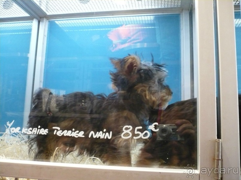 На стекле написана порода щенка и его стоимость. Как видите, собаки у них недешевы.

