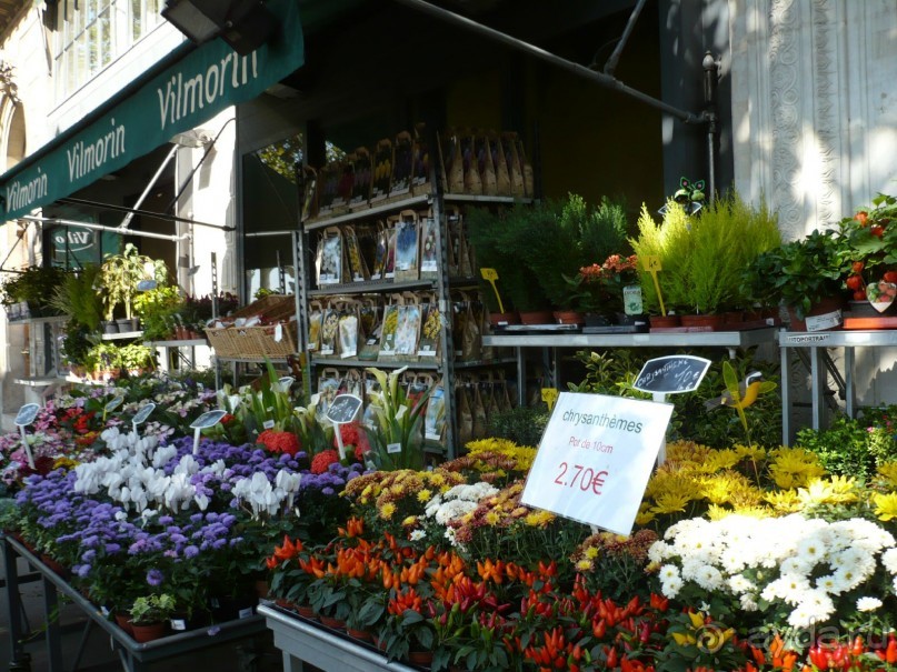 Посетив остров Ситэ, мы снова отправились к Лувру, чтобы зайти уже непосредственно в музей. Мы прошлись по невероятно красивой улочке. К сожалению, не запомнила название. На ней полно цветочных лавок.

