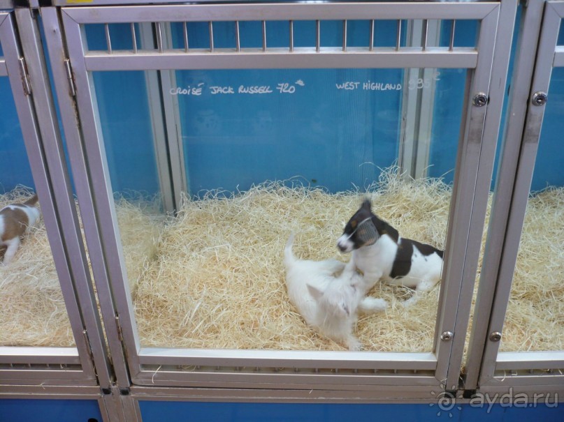 Вдруг я услышала собачье повизгивание, глянула, а это зоомагазин. Мы туда зашли и вот что увидели.