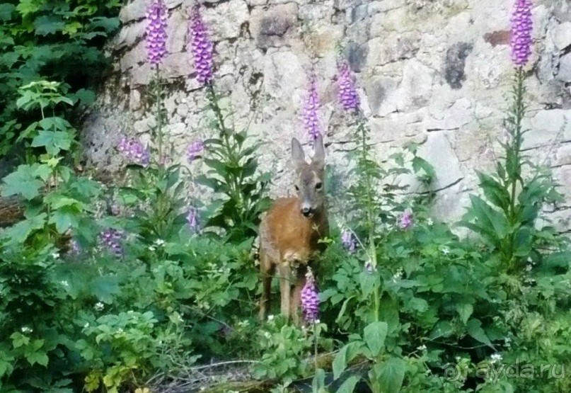 Живой камзик (козлик) попался мне в объектив однажды поутру. Фото с моего балкона в отеле Морава.