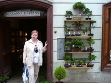 Торговая лавочка. Бонсаи продают.