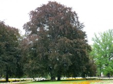 А это дерево с почти черными листьями называется бук.