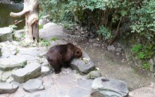 В замковом рве живут бурые мишки.