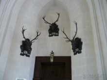 Охотничьи трофеи