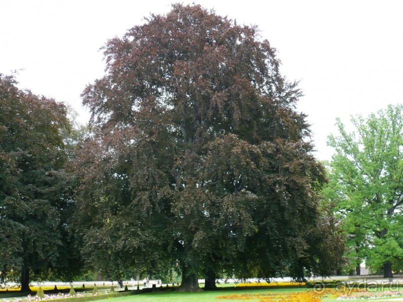А это дерево с почти черными листьями называется бук.