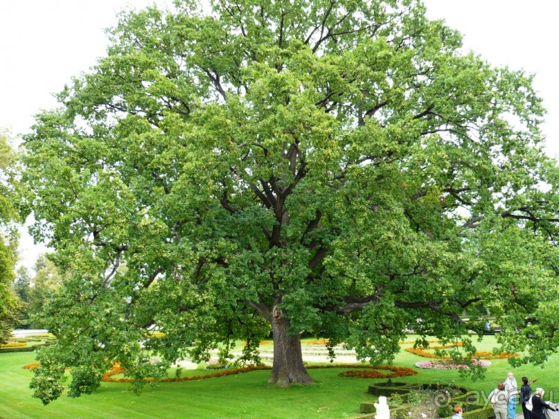 Дуб-исполин. Посмотрите, какими маленькими кажутся люди на его фоне.