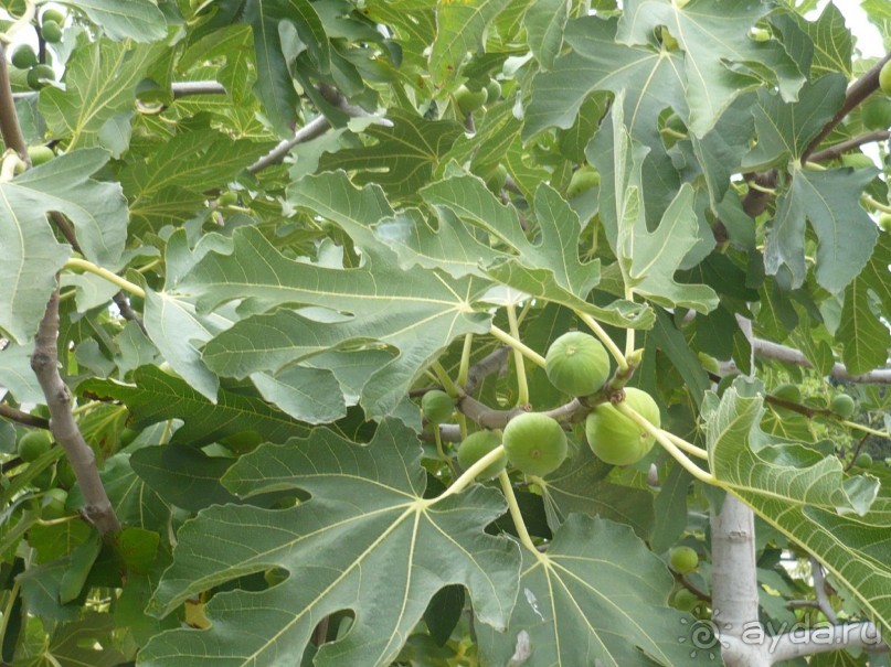 На территории монастыря огородик есть и садик с яблонями, грушами, персиками, инжиром. Для тех, кто ещё не видел - так растет инжир. Этот ещё зеленый