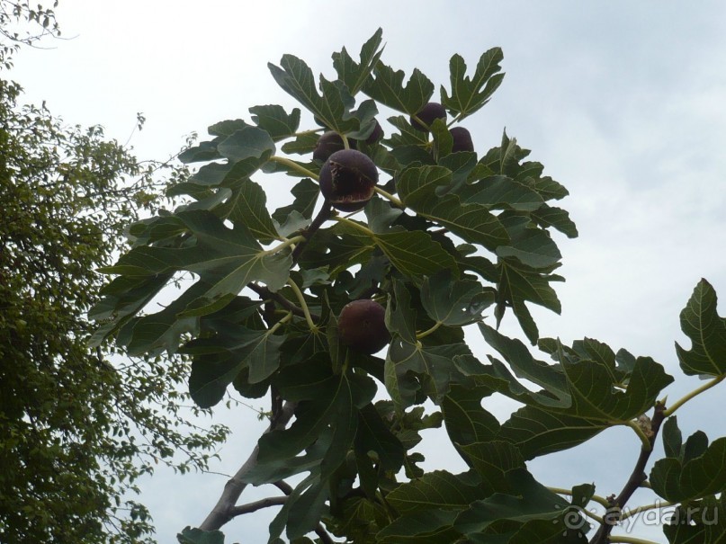 А этот уже созрел, даже трескаться начинает.К слову, об инжире. В сентябре его в Болгарии видимо-невидимо. Наелась от пуза. 