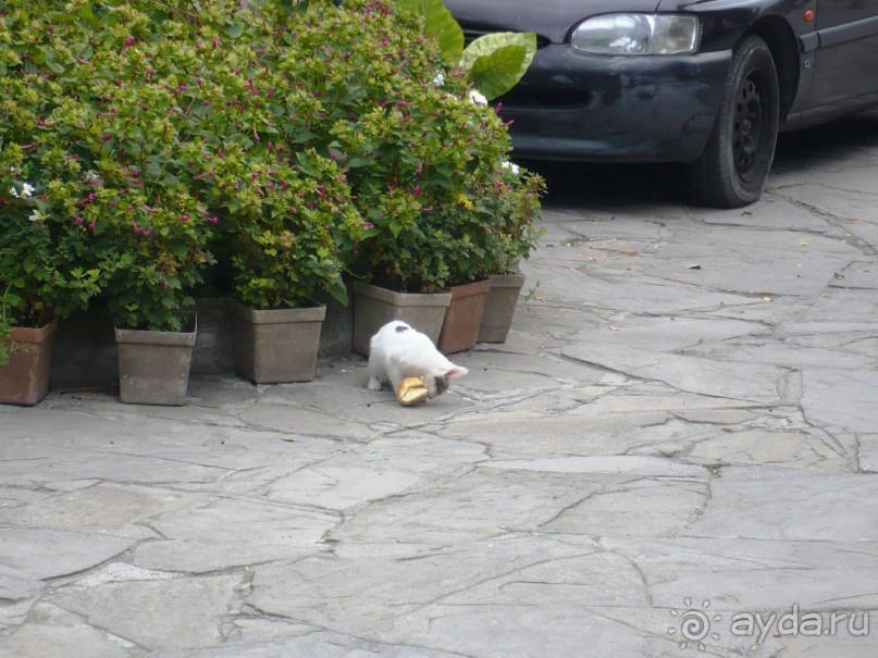 Кошаки ходят голодные. Краюшке хлеба рады.
 
