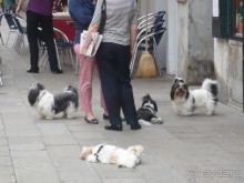 Здесь нам попались вот такие вот местные жители.