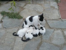 Многодетная мамаша